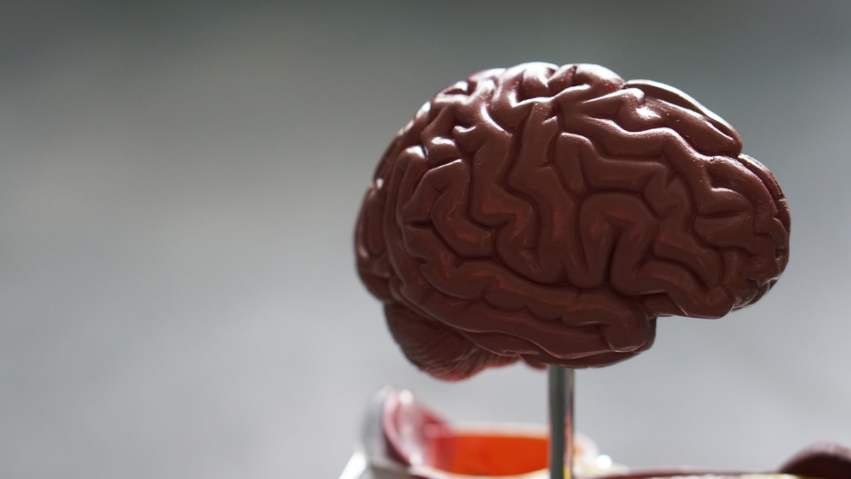 Acetyl-L-Carnitine (ALCAR): The Carnitine That Actually Works in Your Brain