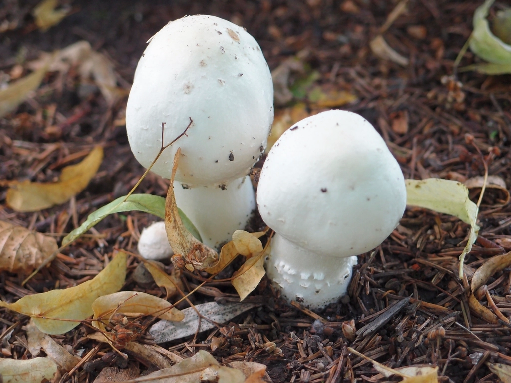 Lion's Mane Mushroom: NGF Lab Data and Small Human Trials