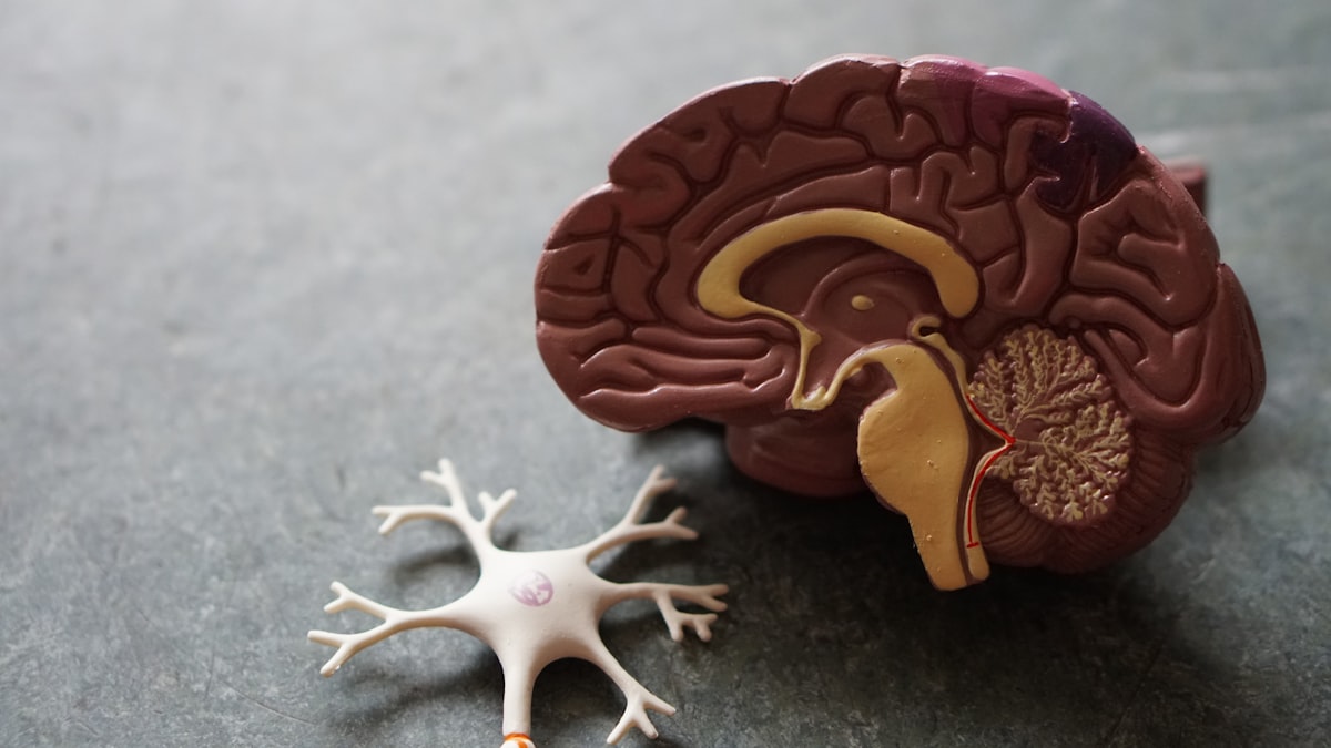 Magnesium L-Threonate: The Form That Actually Reaches Your Brain